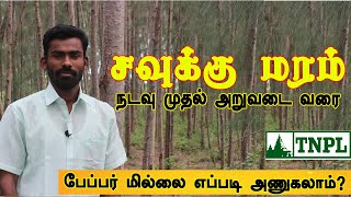 சவுக்கு மரம் நடவு முதல் அறுவடை வரை  What is the market price of Casuarina Tree  Savukku Maram [upl. by Naraj]