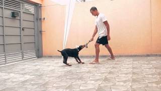 Bolt  Dobermann  3 meses [upl. by Ecienaj112]