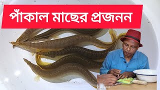 Breeding of Pankal Fish MacrognathuspancalusFreshwater Eel [upl. by Acirea]