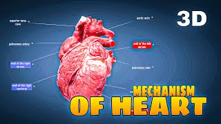 How does our heart works In 3D। Heart working principle। Mr Angry। 3D animation। [upl. by Stanislaus]