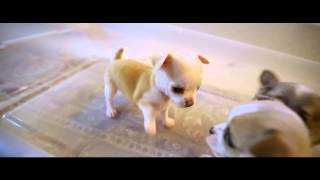 Chihuahua Puppies Brawl Play Fighting  biting each others tails [upl. by Auqeenwahs439]