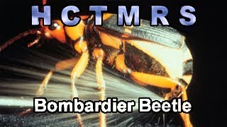 How Creationism Taught Me Real Science 67 Bombardier Beetle [upl. by Amalbena]