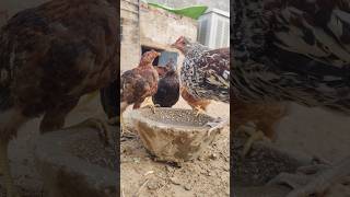 The chickens are drinking water And I am making a video [upl. by Olympias221]