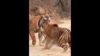 Ep42 King Tiger Vs King Tiger Compete for Food Who win [upl. by Harrus]