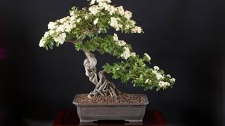 Pyracantha Angustifolia Bonsai Tree [upl. by Rehctaht428]