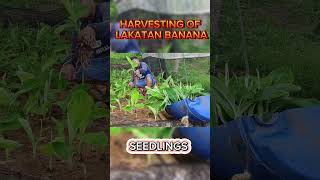 HARVEST LAKATAN BANANA SEEDLINGS farming bananancultivation banana lakatan agriculture [upl. by Aiel]