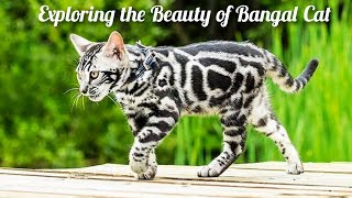 Discovering The Bengal Cat A Domestic Kitty with a Wild Side [upl. by Nahtannoj]