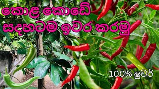 කොළ කොඩ වෙන එකට සාර්ථකම බෙහෙතක් [upl. by Aivital]