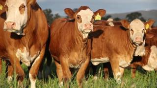 Simmental Large Corporate video [upl. by Sifan]