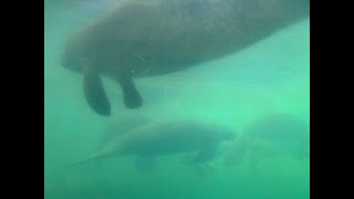 Manatee at Homosassa Springs Florida [upl. by Wakefield]