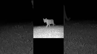 Florida Panther making his weekly visit 😍🤯 fyp florida foryoupage wildlife cats foryou [upl. by Clarisse500]