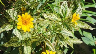 Heliopsis helianthoides Sunburst one of the most beautiful variegated foliage hardy garden plants [upl. by Leipzig]