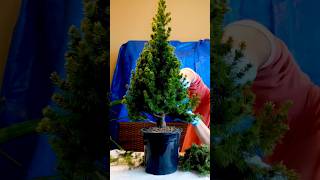 🎄 How to create a Spruce Bonsai Tree 🌲 bonsai bonsaitreesforbeginners shortsvideo howto [upl. by Liatris]