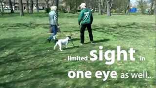 Cocker Spaniel Training  Barking and Pulling on the lead [upl. by Mailliw710]