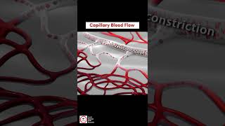 Capillary Blood Flow  Vasodilation and Vasoconstriction [upl. by Noside]