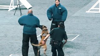 Police Dog funny moments [upl. by Holladay]