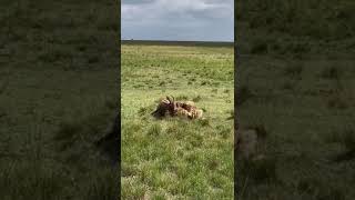 Hungry hyenas eat topi alive africa naturefilm africanfootage africananimals4k natgeowild [upl. by Pavyer]