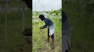 புடலங்காய் தோட்டம் ✌️ Trichosanthes cucumerina✌️ kanyakumari shorts vlog [upl. by Eloccin]