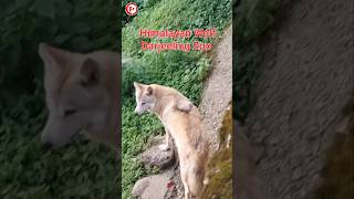 Darjeeling Zoo  Wolf  Himalayan wolfdarjeelingzoowolfshorts [upl. by Gyatt]