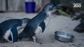 Zoo Tales  Korora  the worlds smallest penguin [upl. by Anahtor]