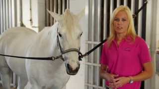 EQUINE VET How to Check Your Horses Vital Signs [upl. by Mosra]