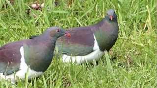 Wood Pigeon  Kererū NZ [upl. by Zosima286]