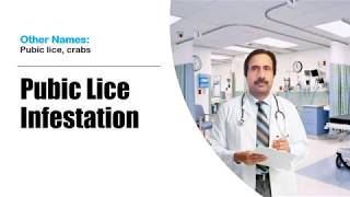 Pubic Lice Infestation  Causes Diagnosis Symptoms Treatment Prognosis [upl. by Ragouzis]