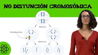 Ejercicio de No disyunción cromosómica II 🧬 [upl. by Salisbury]