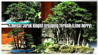 3 BONSAI JERUK KINGKIT GROUPING TERBAIK LIME BERRY [upl. by Niala]