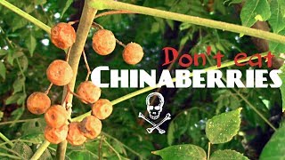 Trying Poisonous Chinaberries  Weird Fruit Explorer Ep 239 [upl. by Sellig]