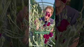 Lychnis coronaria Gardeners World  Magenta flowers with silver foliage [upl. by Airotnahs]