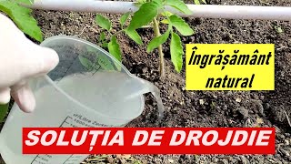 Soluția de drojdie  Îngrășământ natural pentru plante [upl. by Gilford]