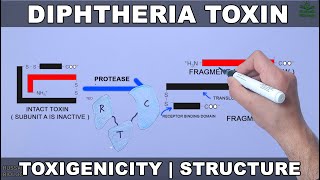 Diptheria Toxin  Structure and Toxigenicity [upl. by Ashlie612]