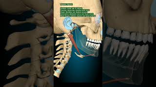 Digastric Muscle humananatomy mbbs humanbody humananatomyandphysiology [upl. by Keri]