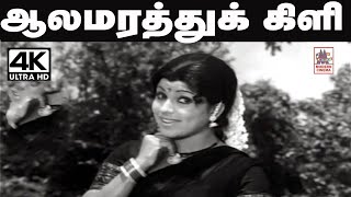 Aala Marathu Kili Song சங்கர்கணேஷ் இசையில் வாணிஜெயராம் பாடிய தெம்மாங்கு பாடல் ஆலமரத்து கிளி [upl. by Peta]