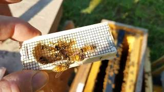 How to do splits in the fall honey bee propagation [upl. by Llerruj235]