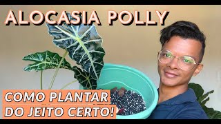 Alocasia Polly  como replantar do jeito certo [upl. by Yerggoeg]