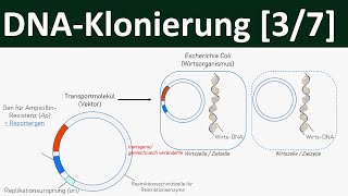 Klonierung  DNAKlonierung Gentechnik 37 [upl. by Maclay]