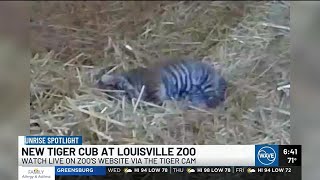 Louisville Zoo celebrates rare birth of Sumatran tiger cub for first time in 20 years [upl. by Ahselet]