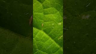 Thrips affected cucumber plants in polyhouse cucumber cucurbitaceae [upl. by Hobey]