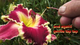 How I make daylily seed [upl. by Awad403]