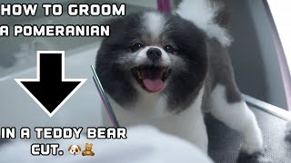 HOW TO GROOM A POMERANIAN IN A TEDDY BEAR CUT 🐻 [upl. by Pontone833]