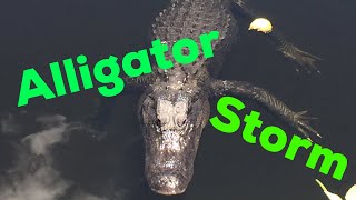 Close Ups With Alligators in the Everglades [upl. by Eerbua791]