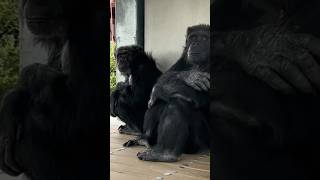 People Watching Chimps [upl. by Noemi]