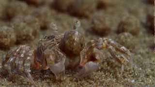 Sand Bubbler Crabs Making Sediment Balls on an Australian Beach From BBCs Blue Planet  HD [upl. by Aremmat]