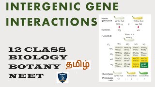 Intergenic gene Interactions in Tamil I Classical Genetics I Botany I Class 12  TNSCERT  NEET [upl. by Birkett]