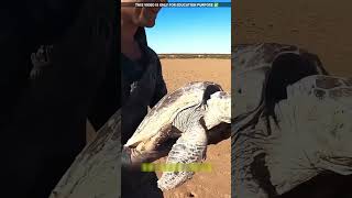 Turtle help in water 😮viralvideo shortvideo [upl. by Grosz]