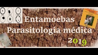 Amebas Parasitología Comensales Y Patógena [upl. by Dagmar]