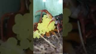 Scolopendra subspinipes cherry red laying eggs [upl. by Wareing]