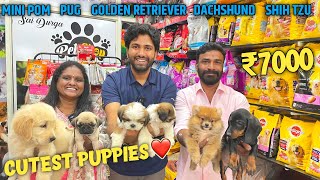 Best Price Pet Shop  Buy Dogs in Hyderabad  Original Breeds  Cheapest [upl. by Wilcox]